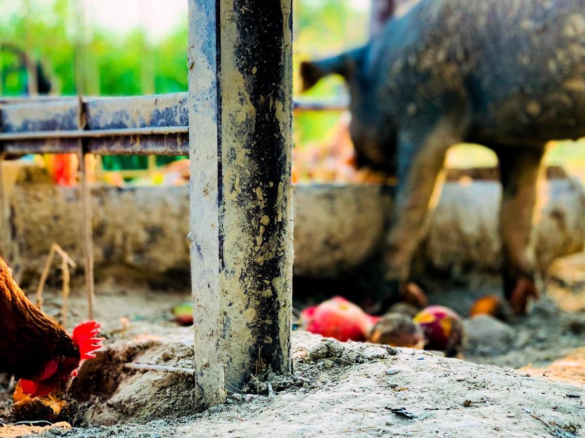 Relais Tenuta Gentili San Liberato Ngoại thất bức ảnh